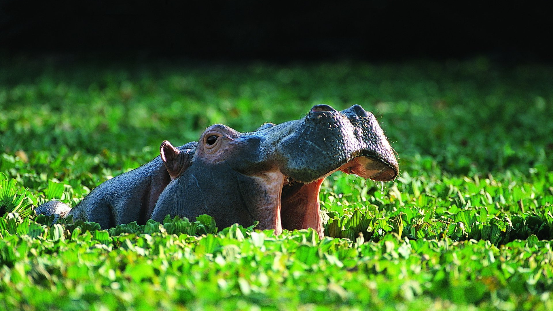 Hippo Wallpapers