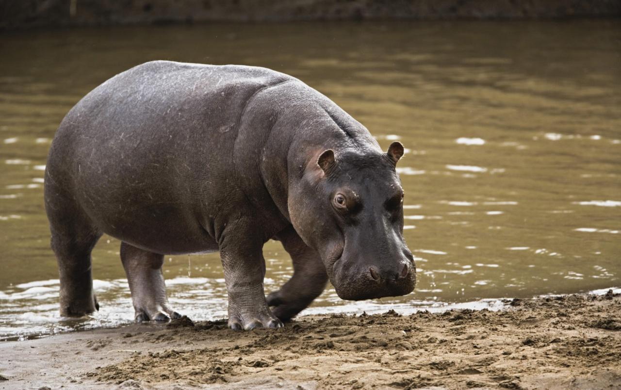 Hippopotamus Wallpapers