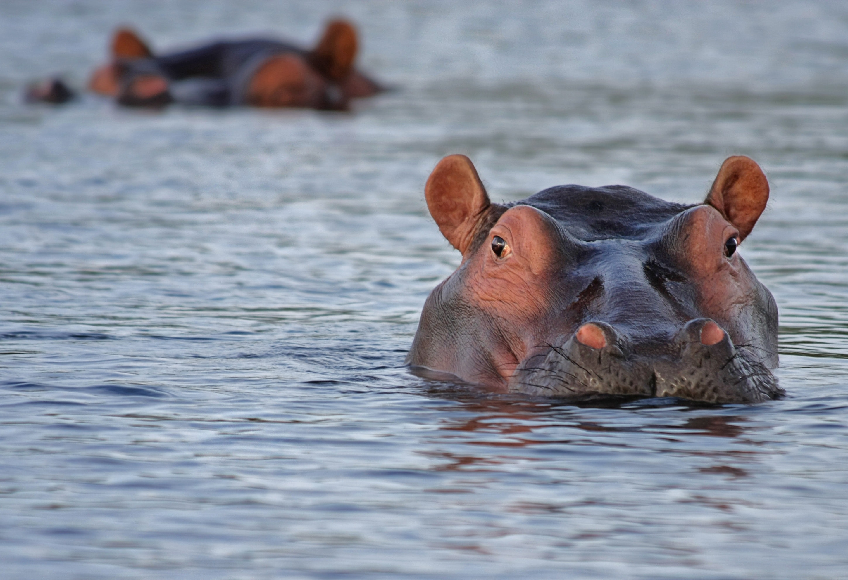 Hippopotamus Wallpapers