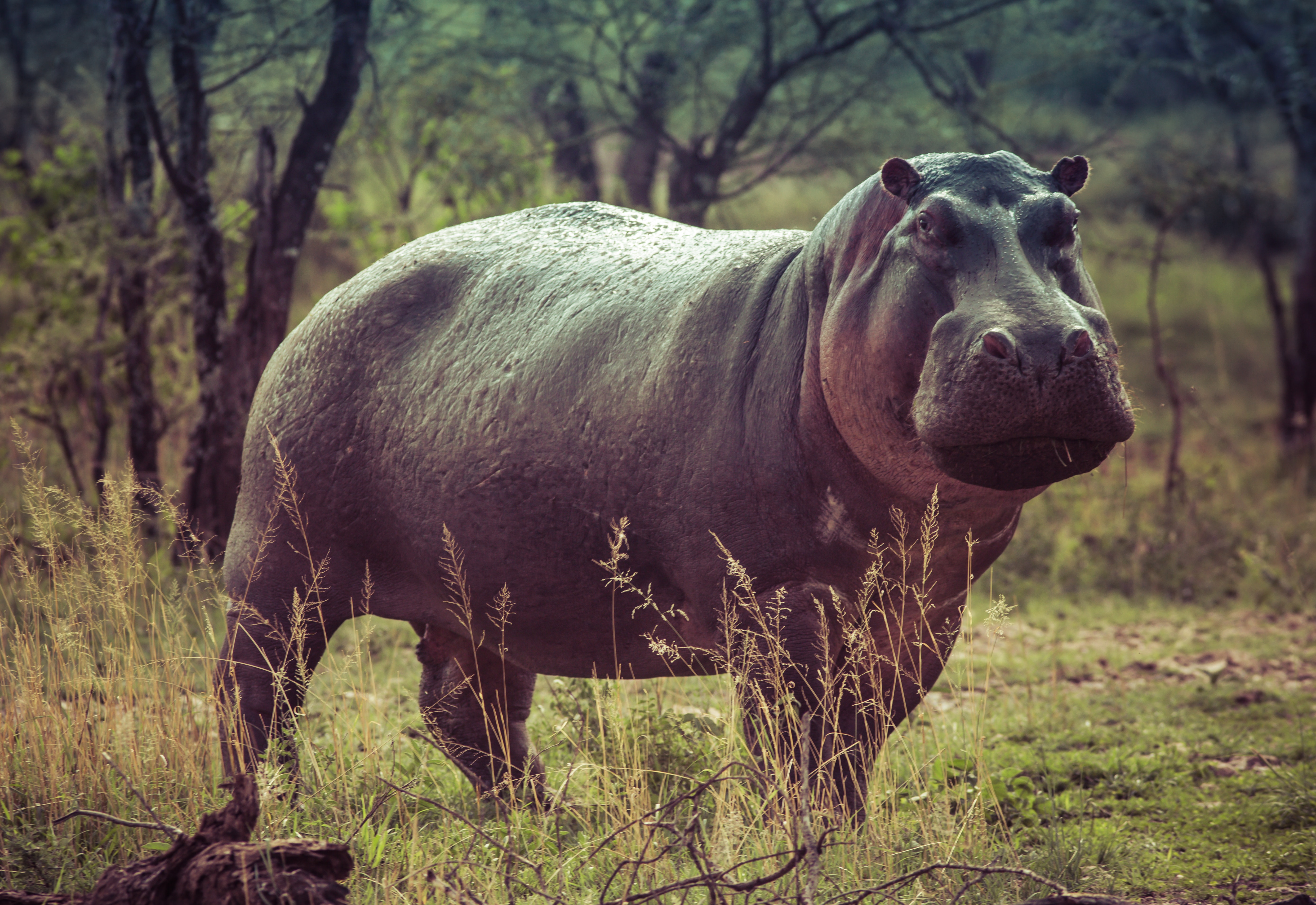 Hippopotamus Wallpapers