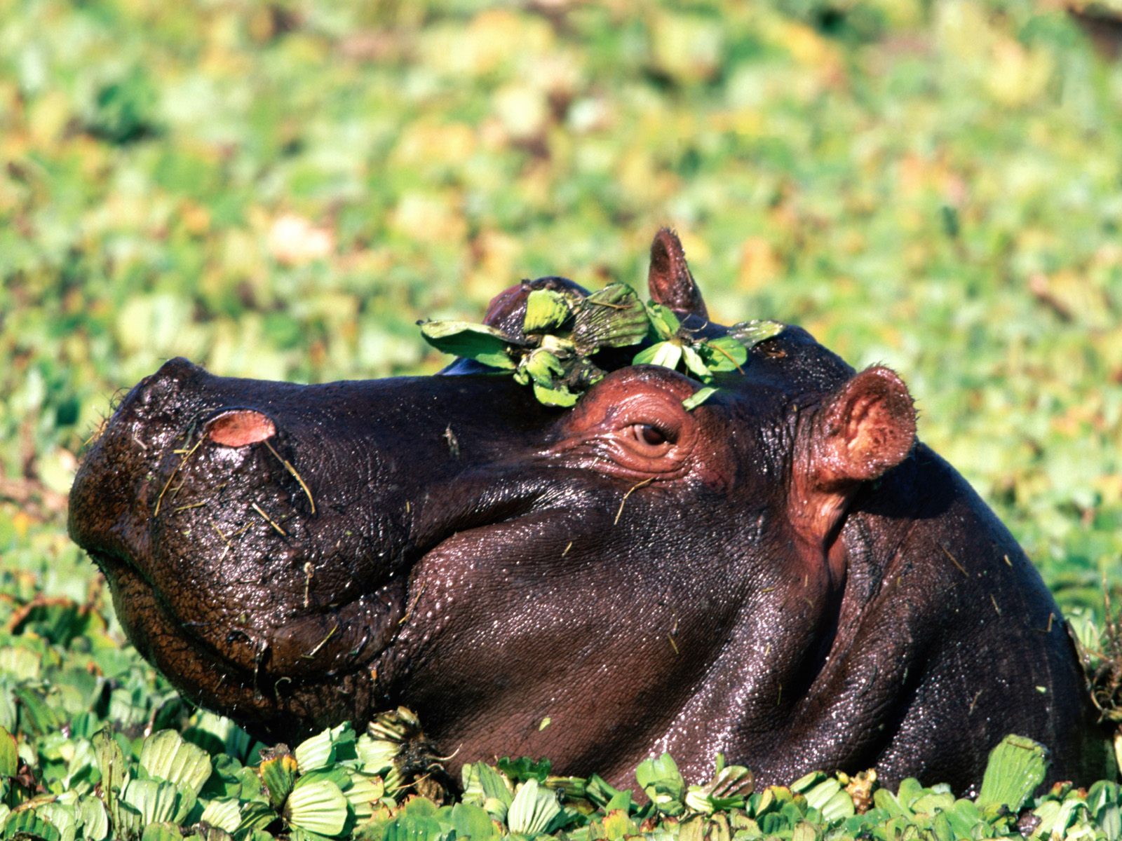 Hippopotamus Wallpapers