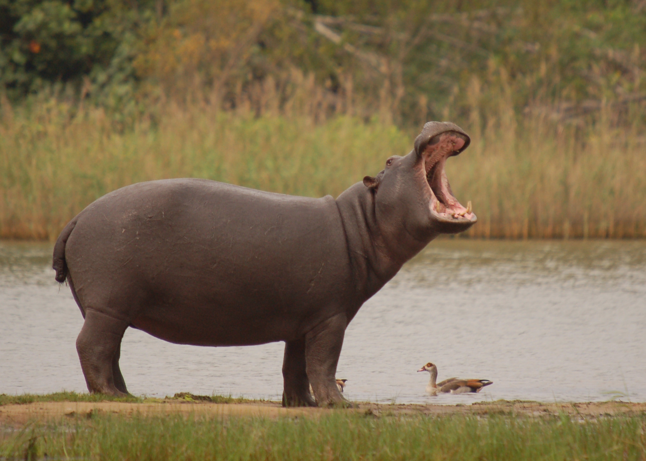 Hippopotamus Wallpapers