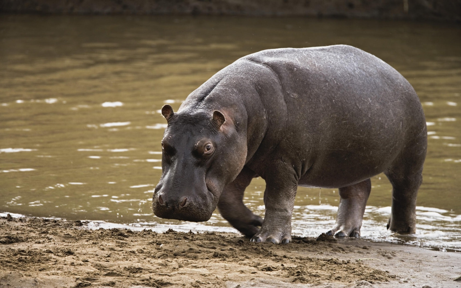 Hippopotamus Wallpapers