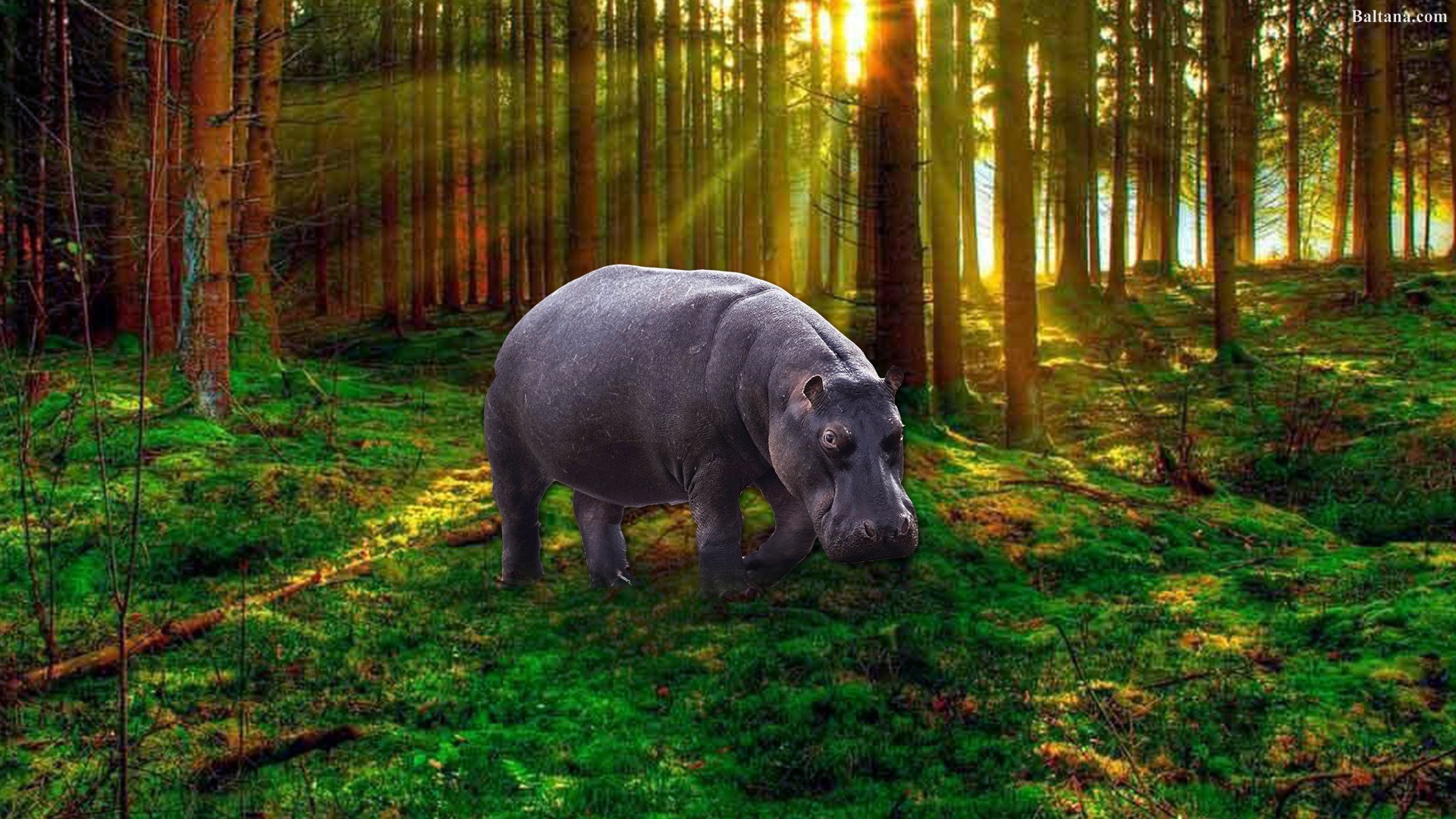 Hippopotamus Wallpapers