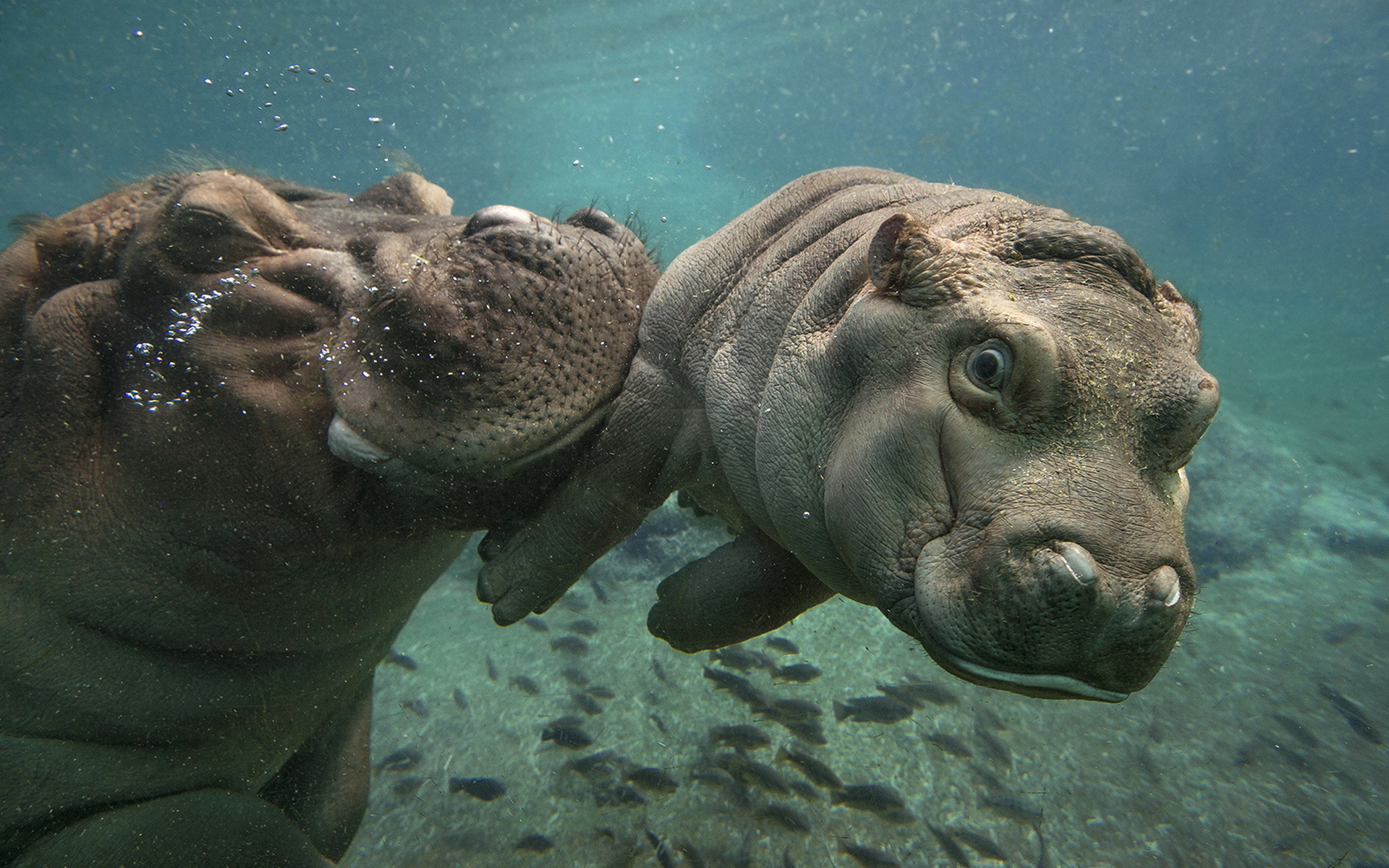 Hippopotamus Wallpapers