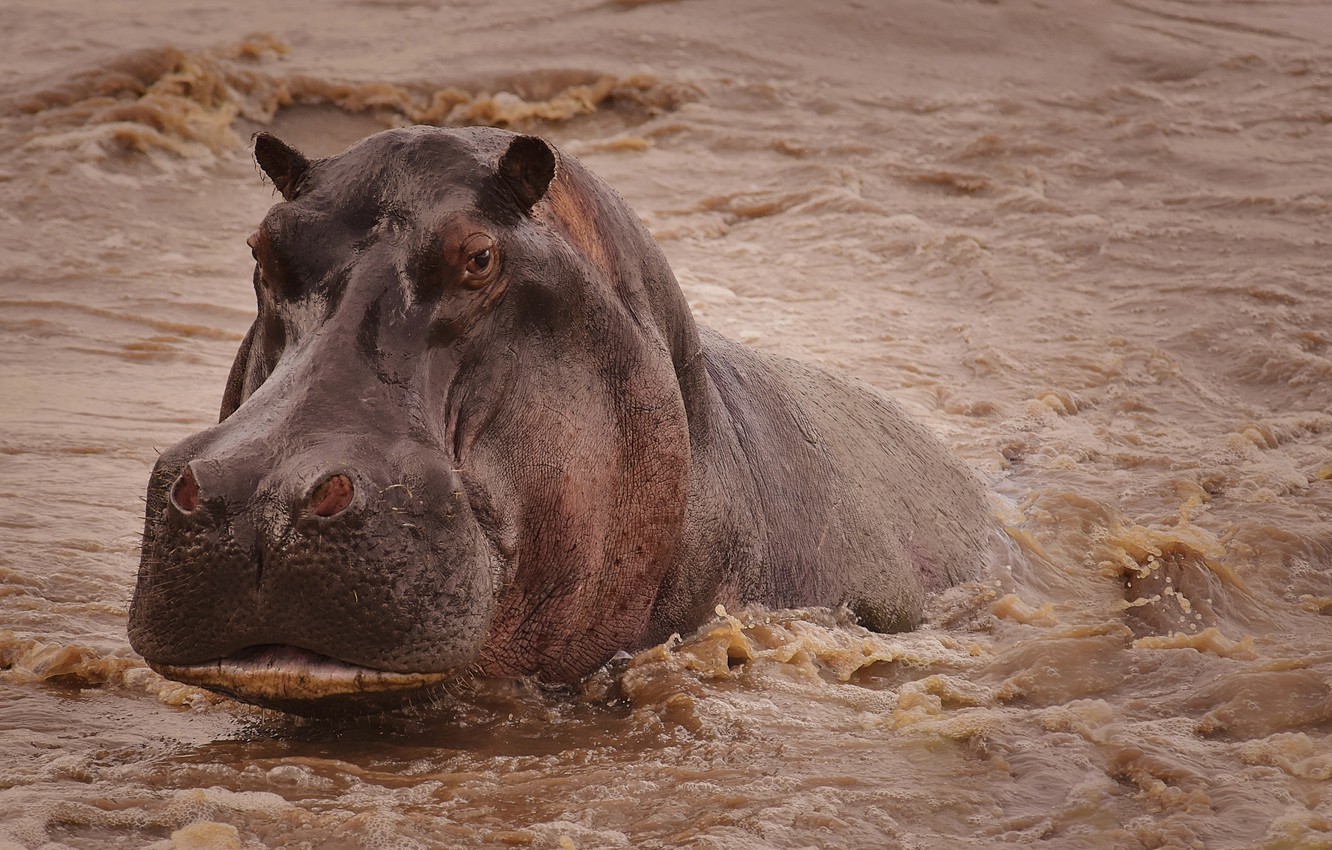 Hippopotamus Wallpapers