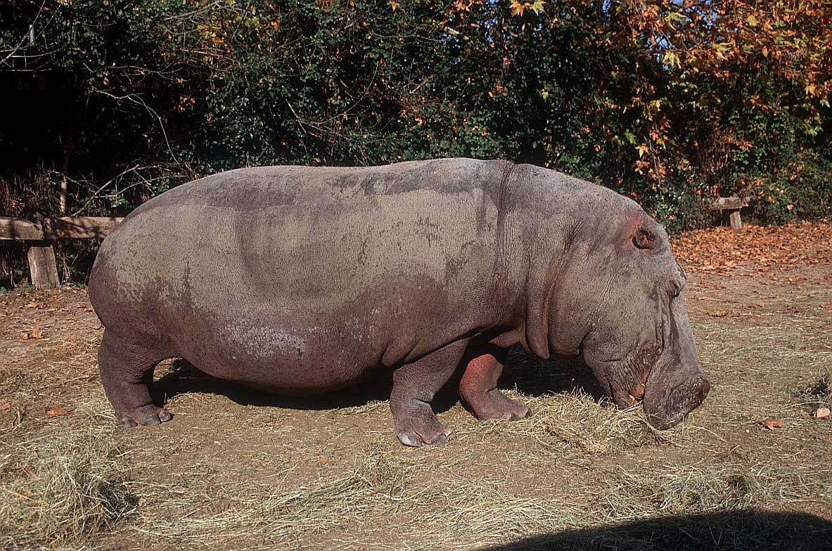 Hippopotamus Wallpapers