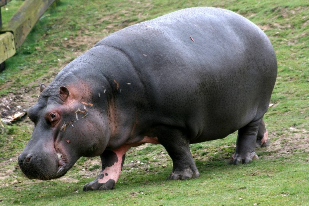 Hippopotamus Wallpapers