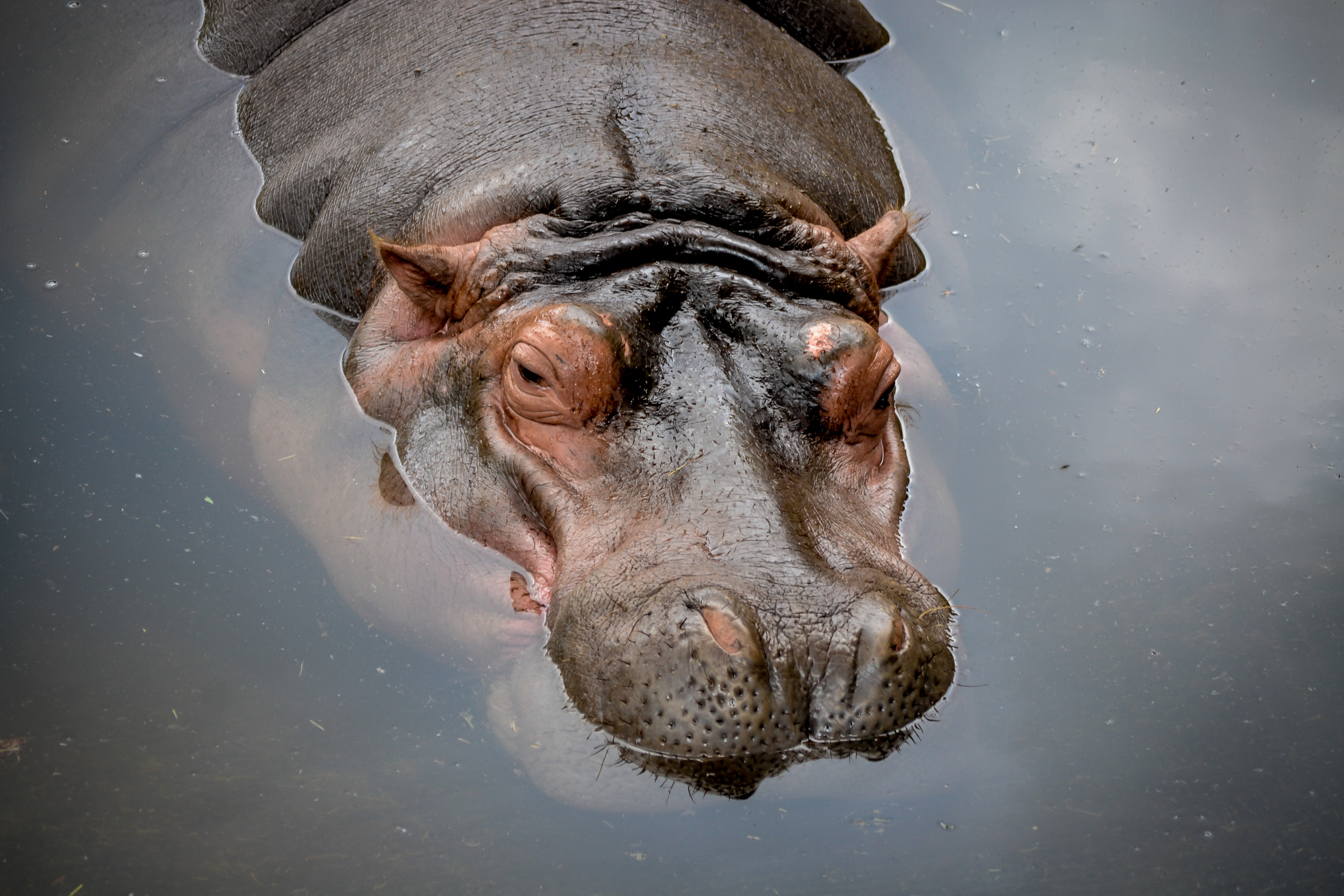 Hippopotamus Wallpapers