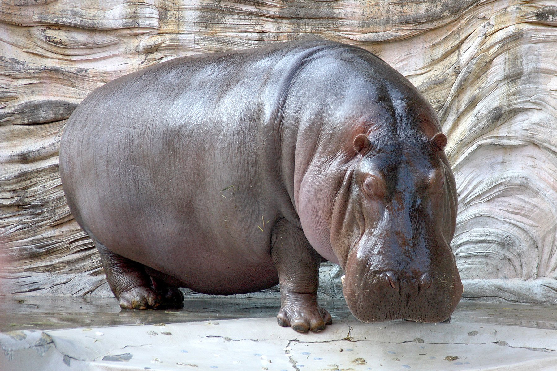 Hippopotas Hd Wallpapers