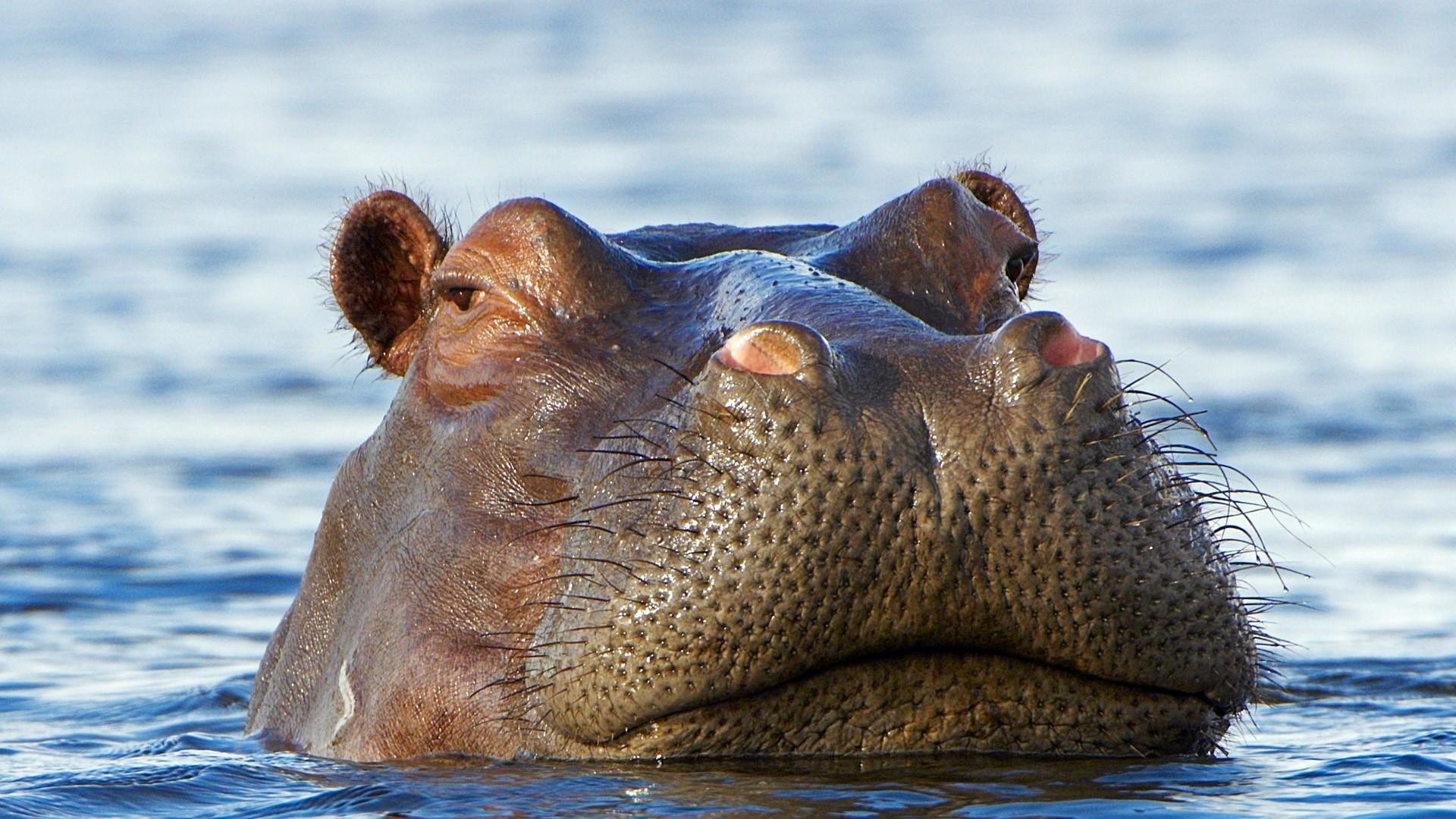 Hippos Wallpapers