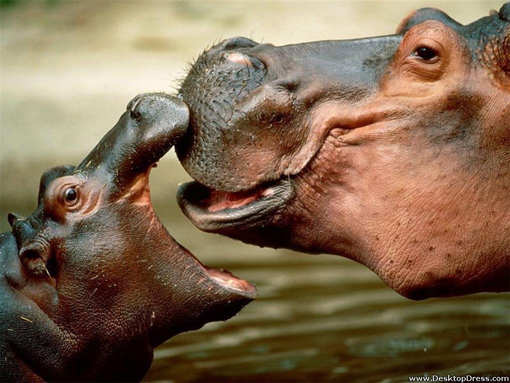 Hippos Wallpapers