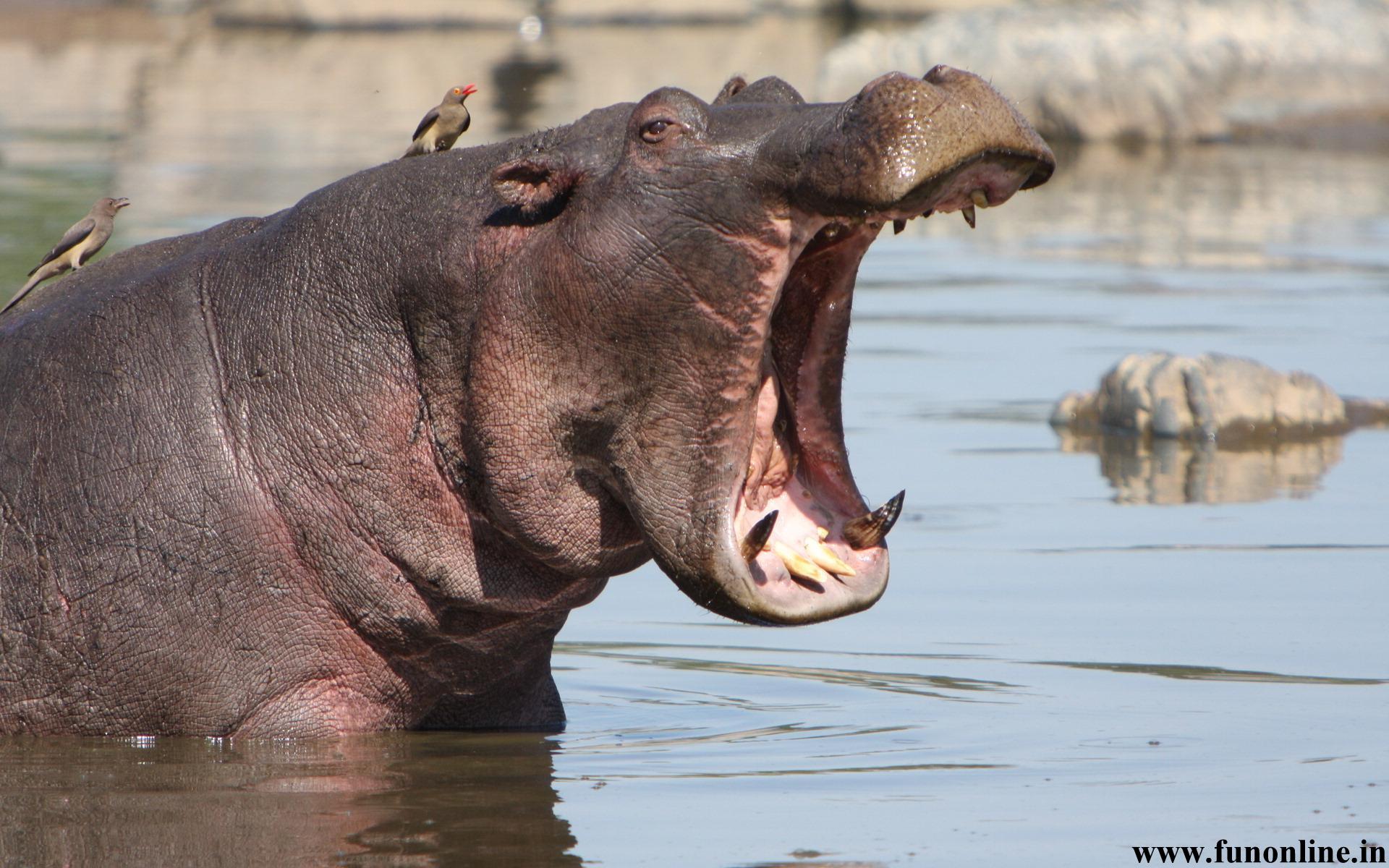 Hippos Wallpapers