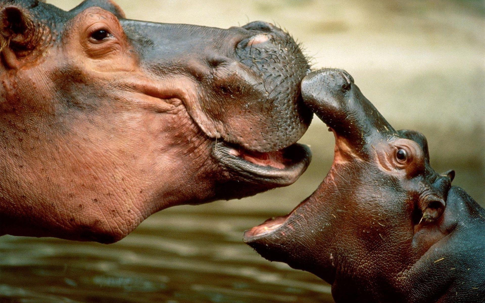 Hippos Wallpapers