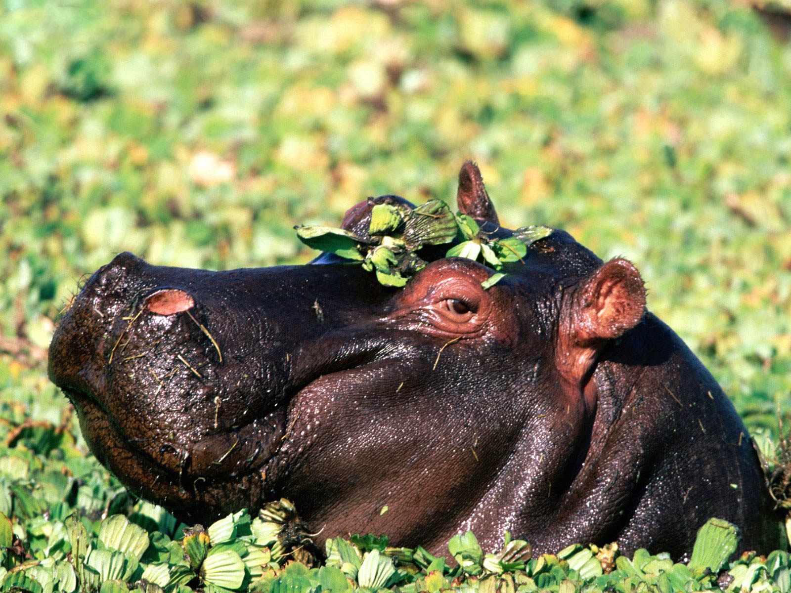 Hippos Wallpapers