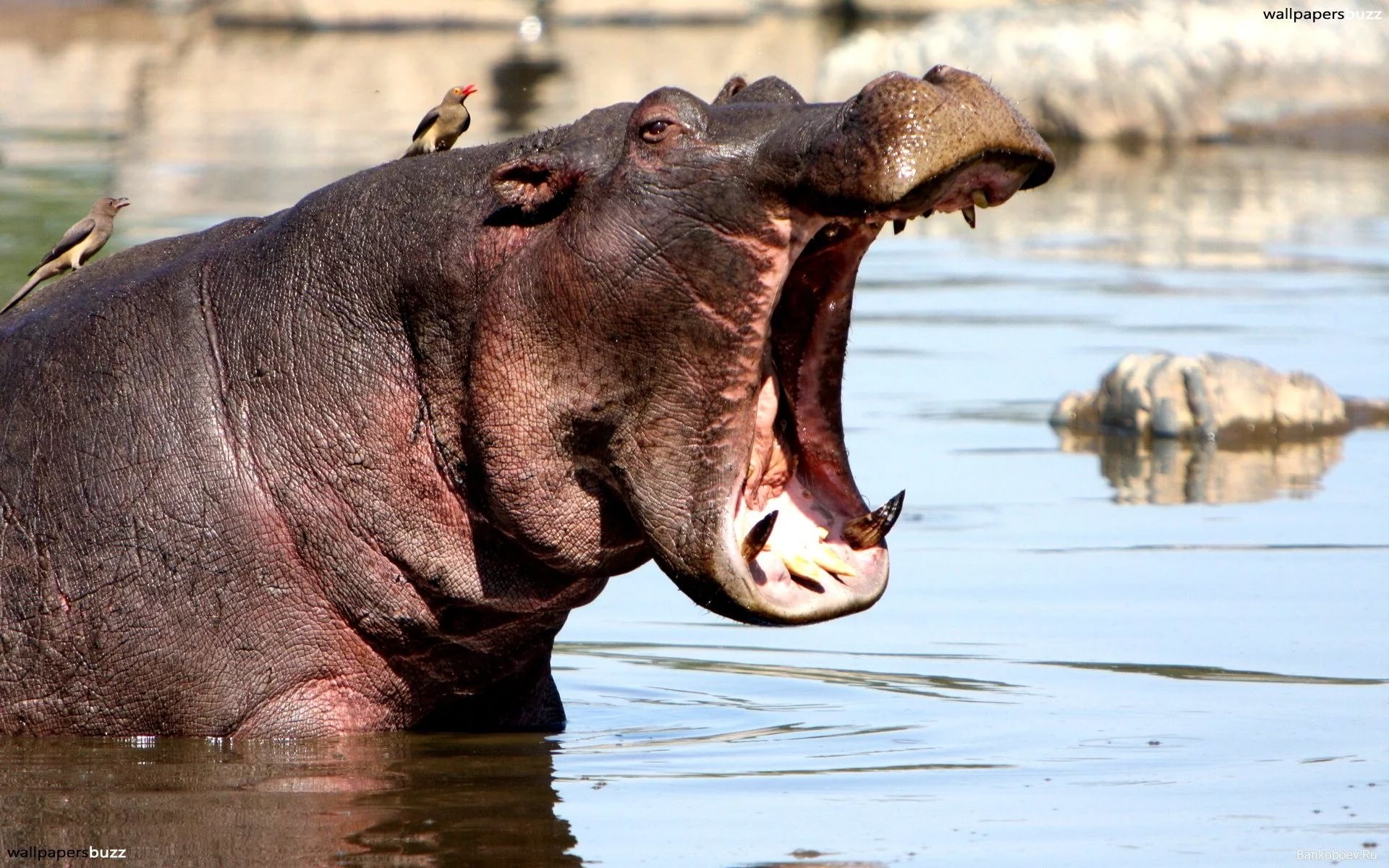 Hippos Wallpapers