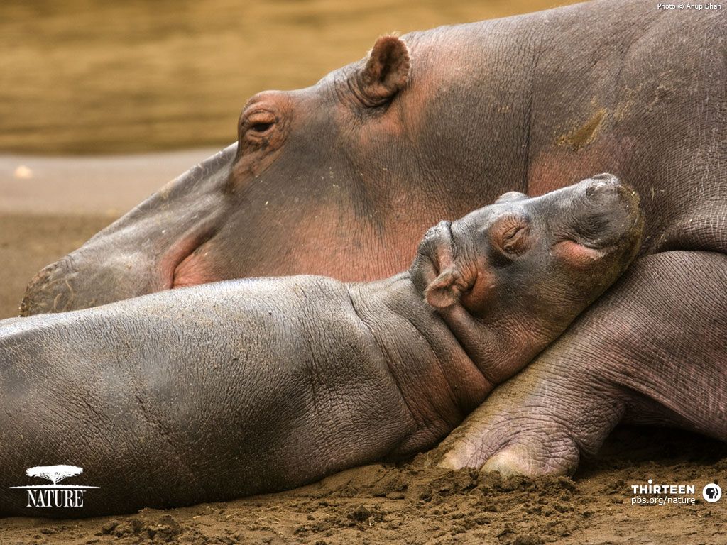 Hippos Wallpapers