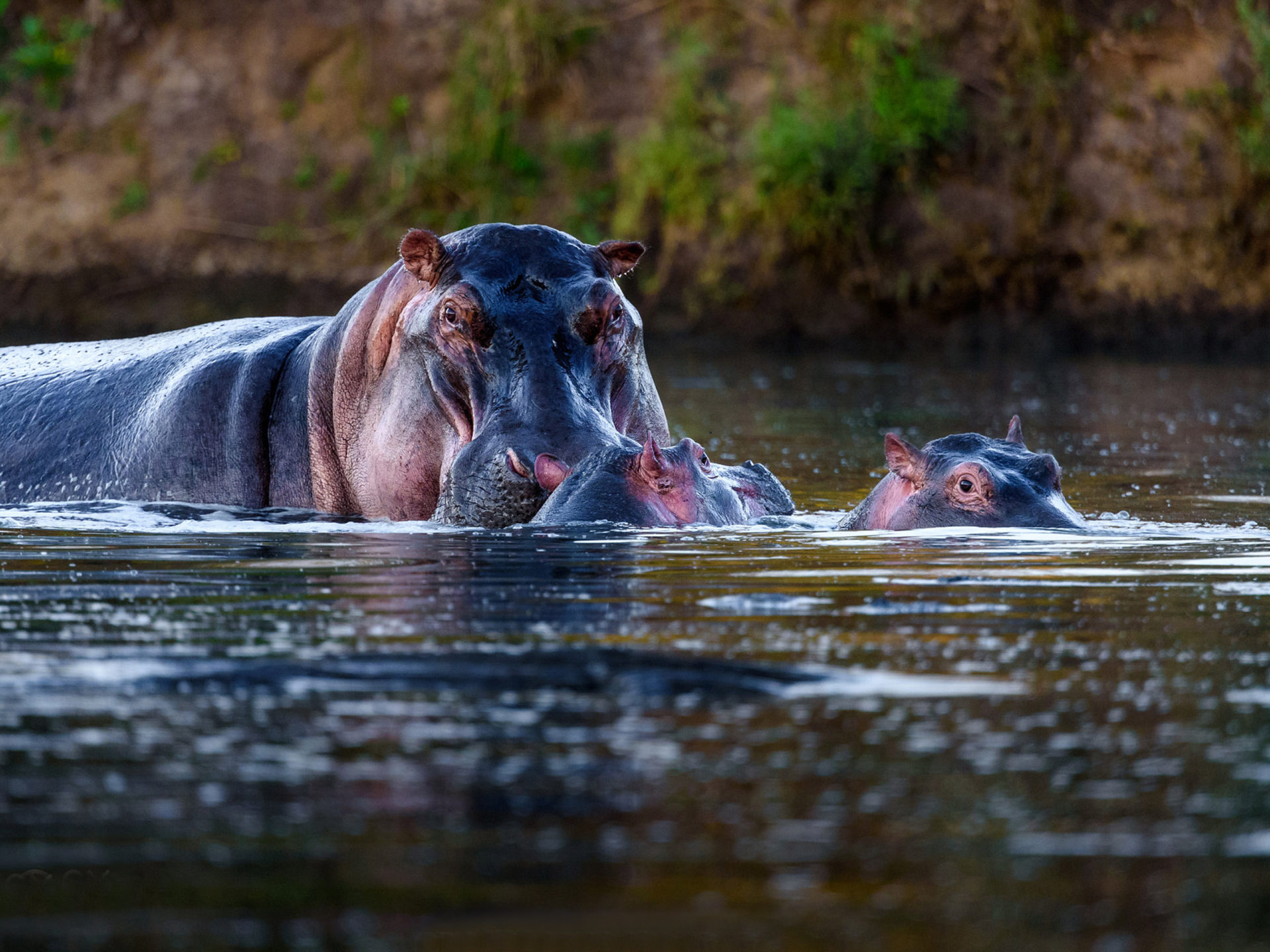 Hippos Wallpapers