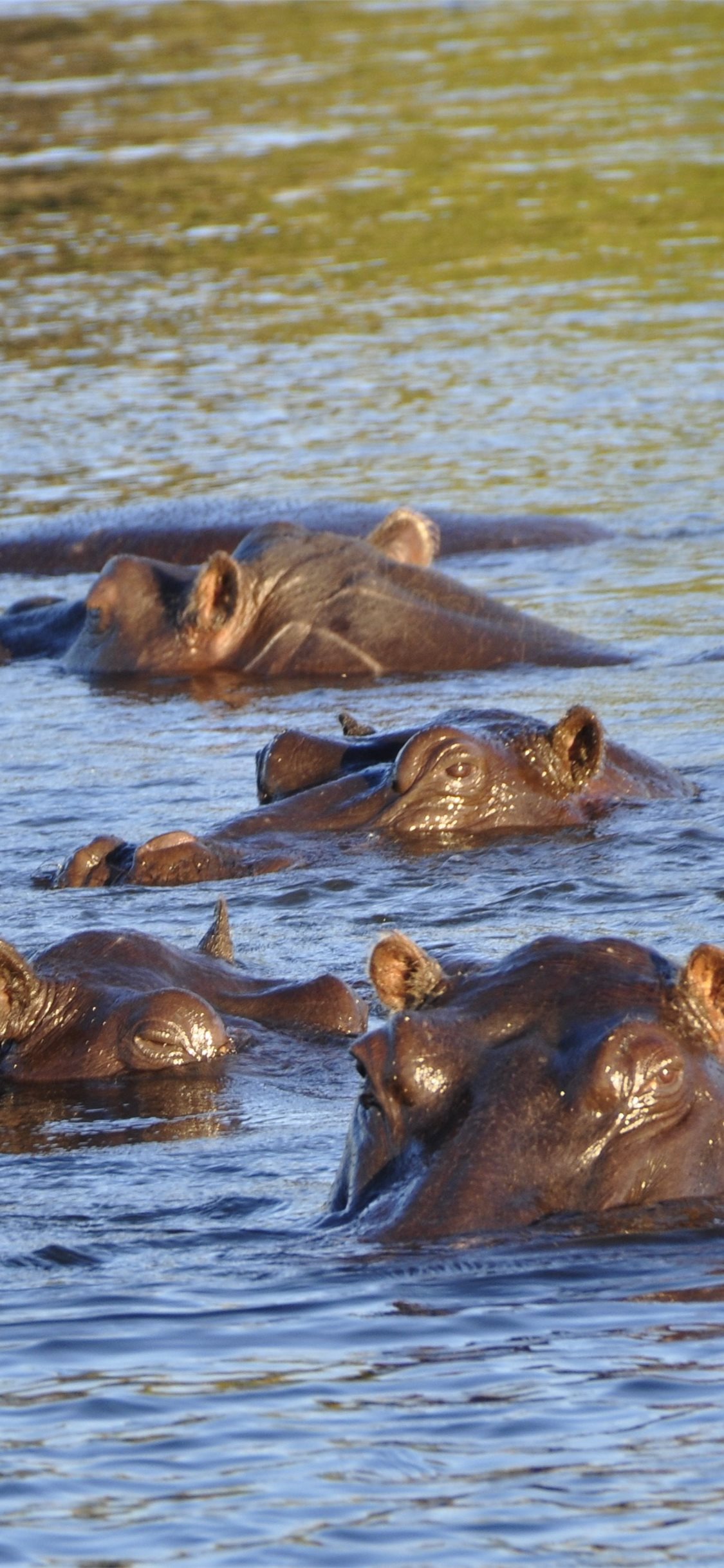 Hippos Wallpapers