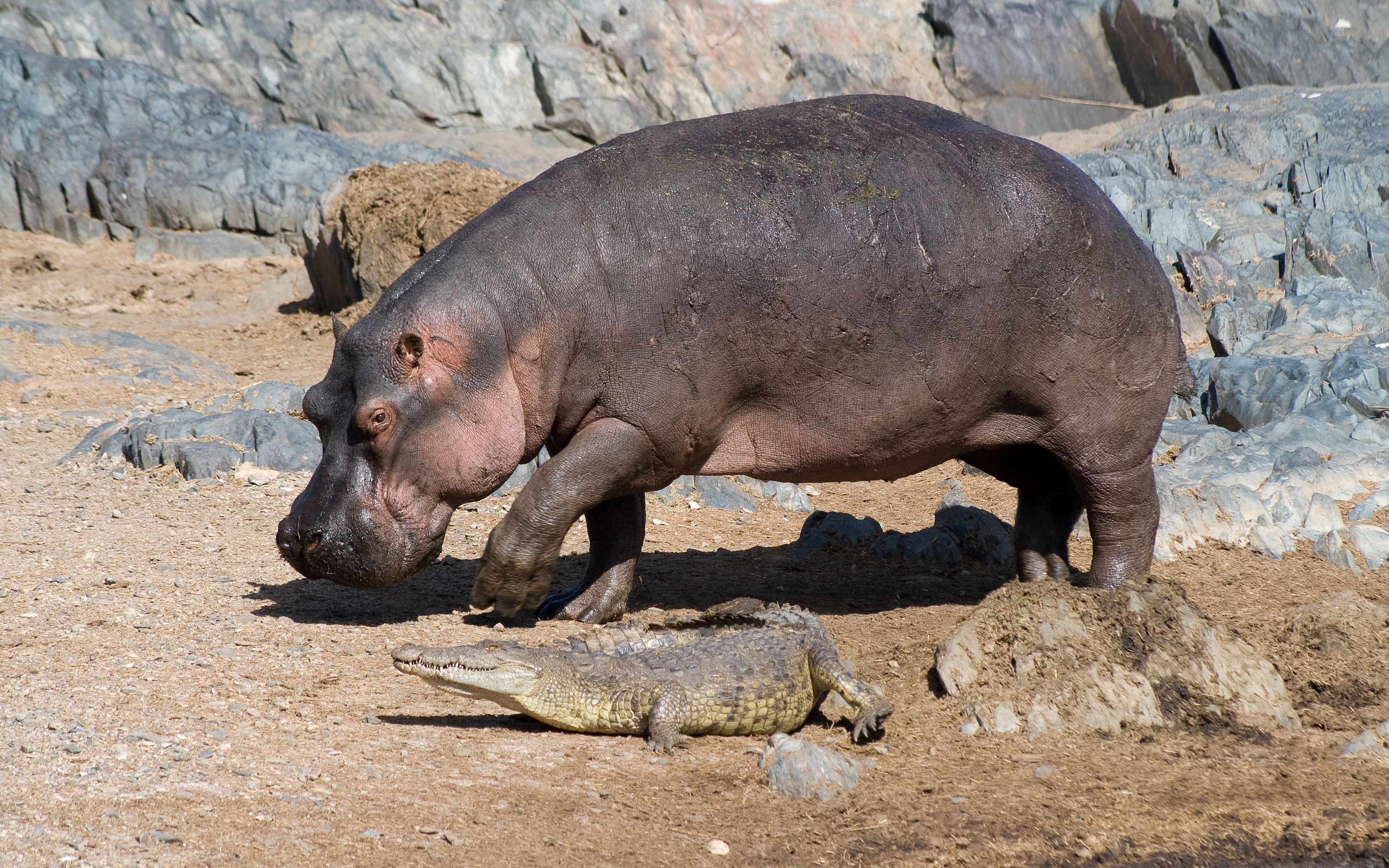 Hippos Wallpapers