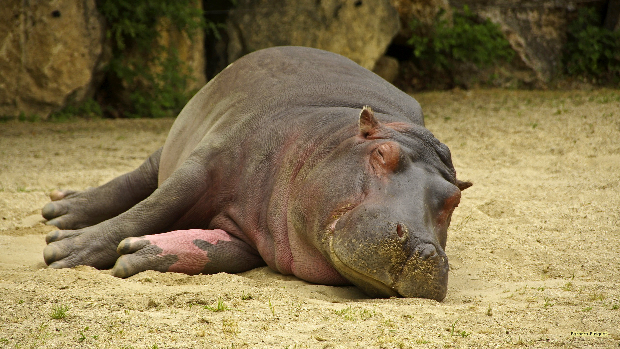 Hippos Wallpapers