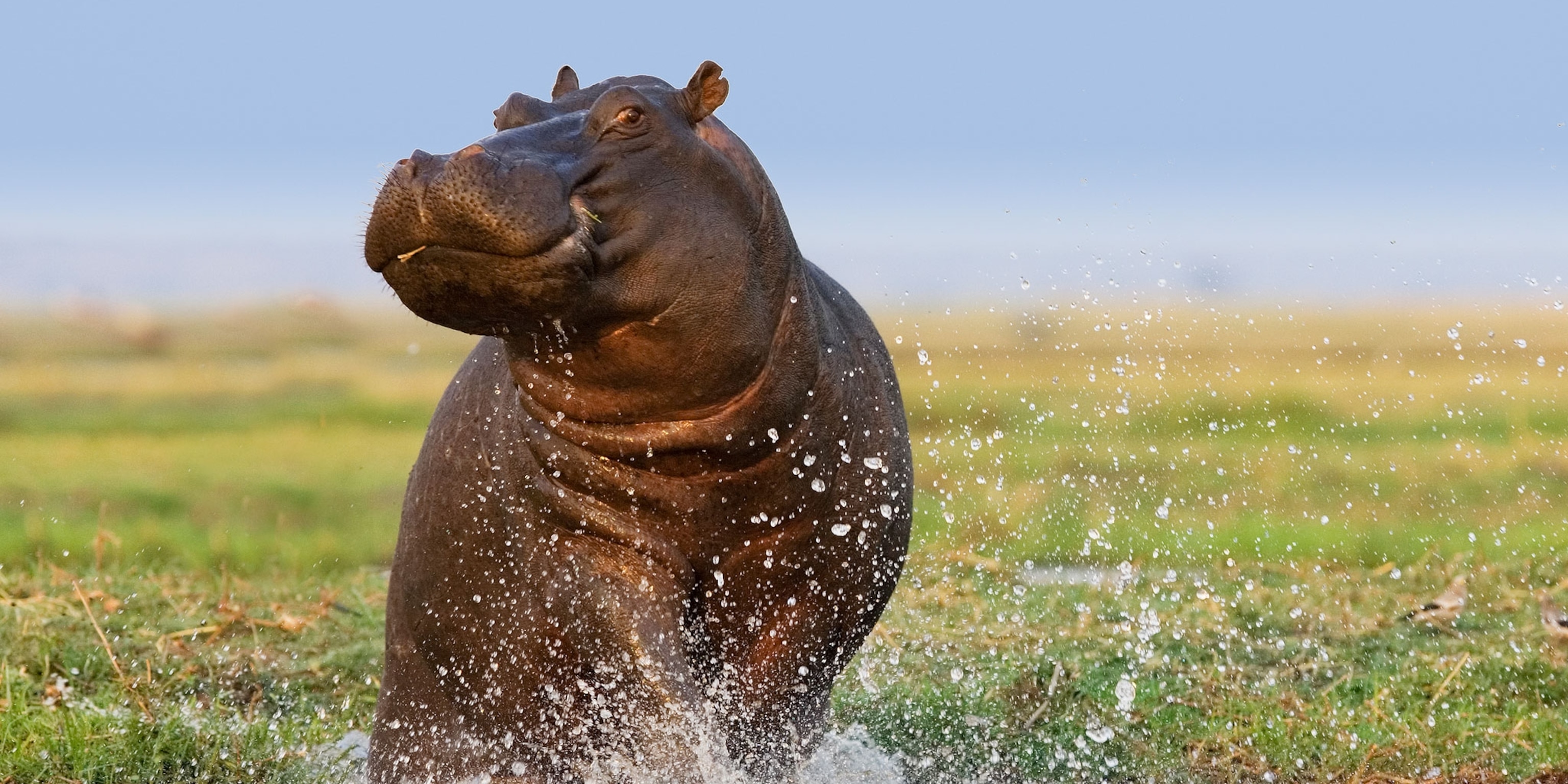 Hippos Wallpapers