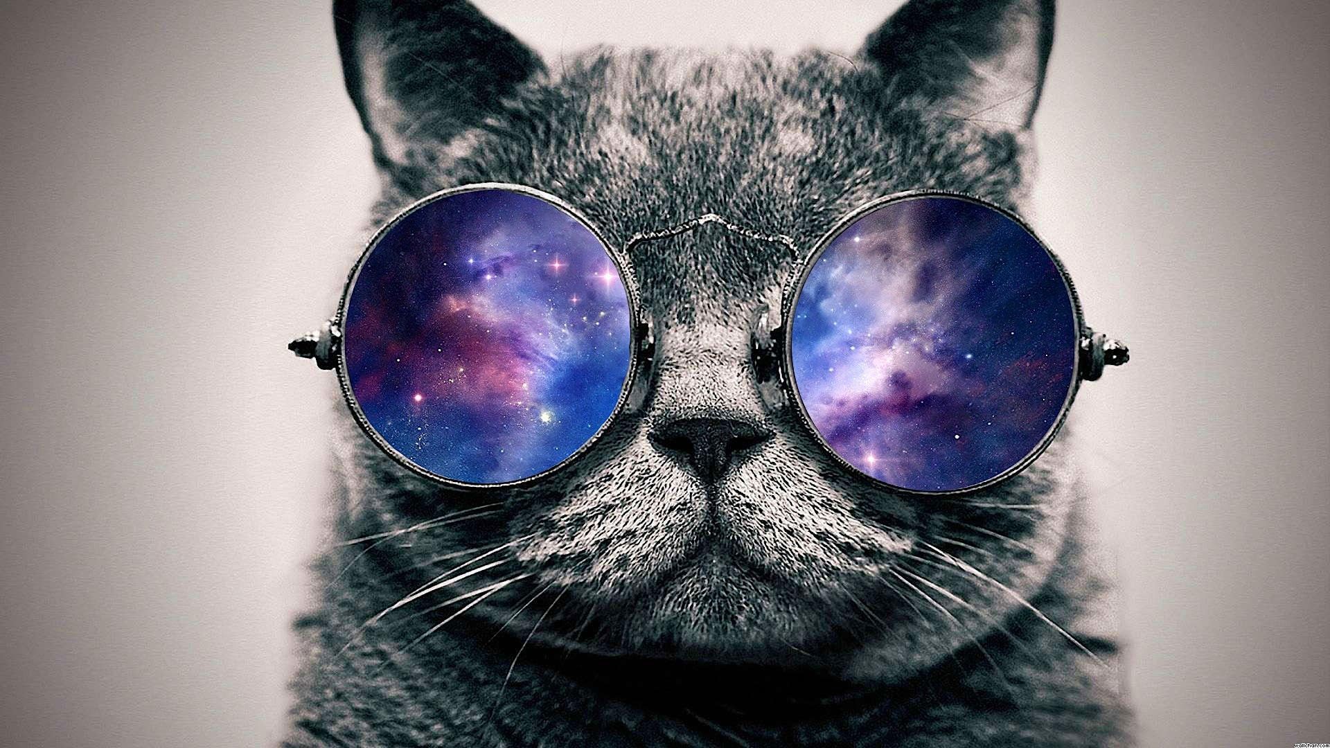Hipster Cat Background