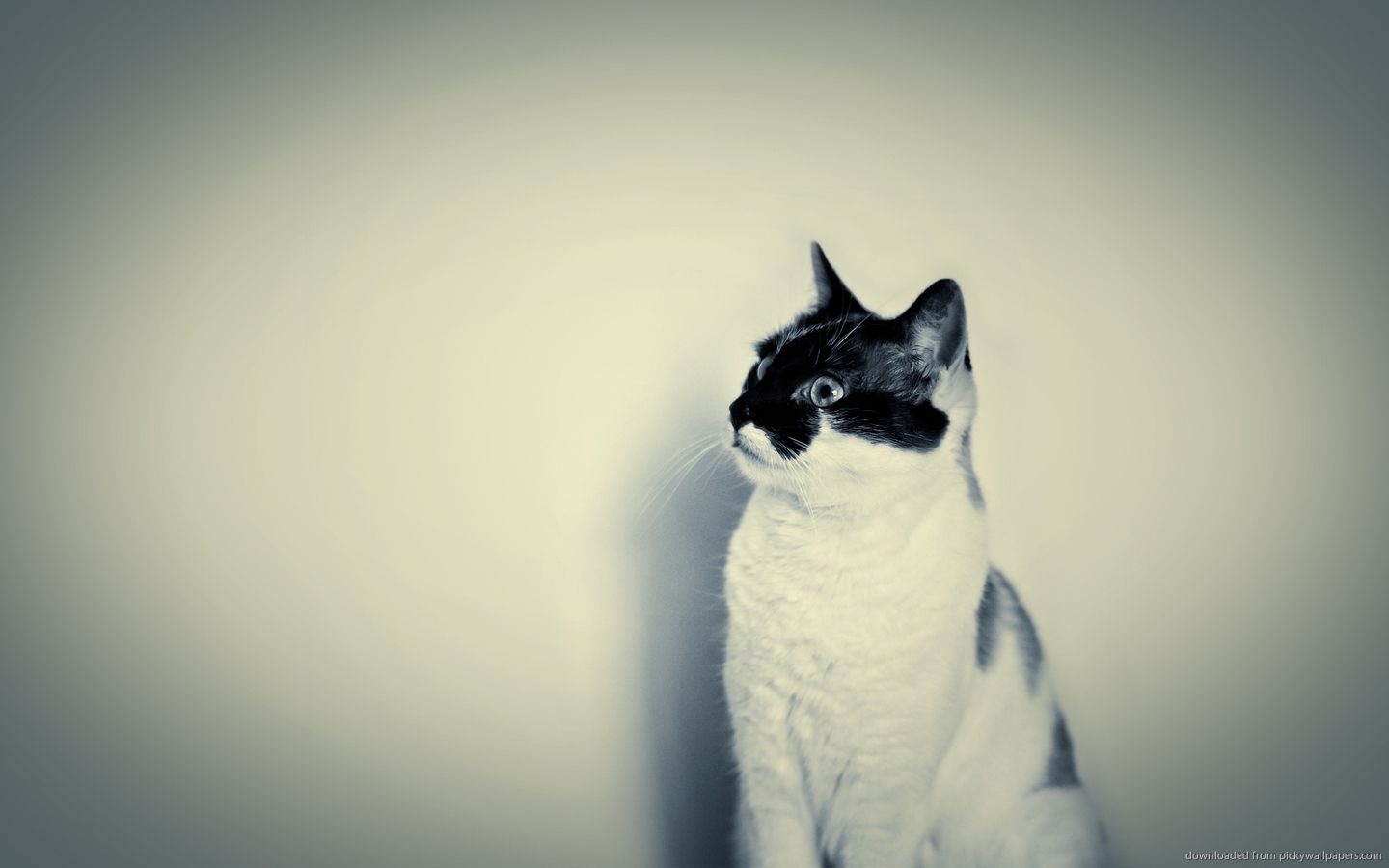 Hipster Cat Background