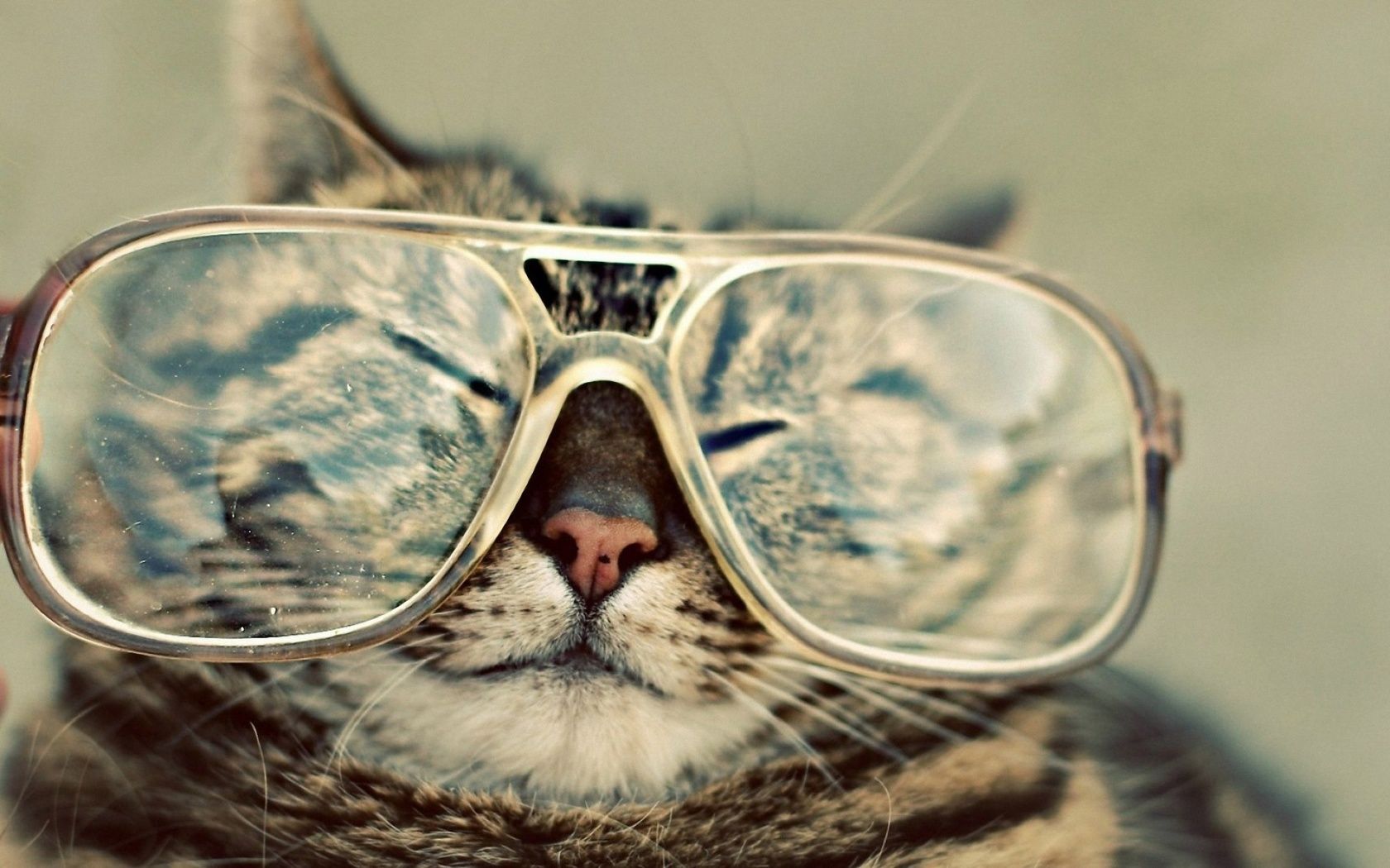 Hipster Cat Wallpapers