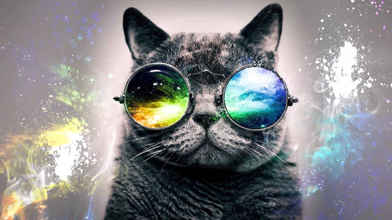 Hipster Cat Wallpapers