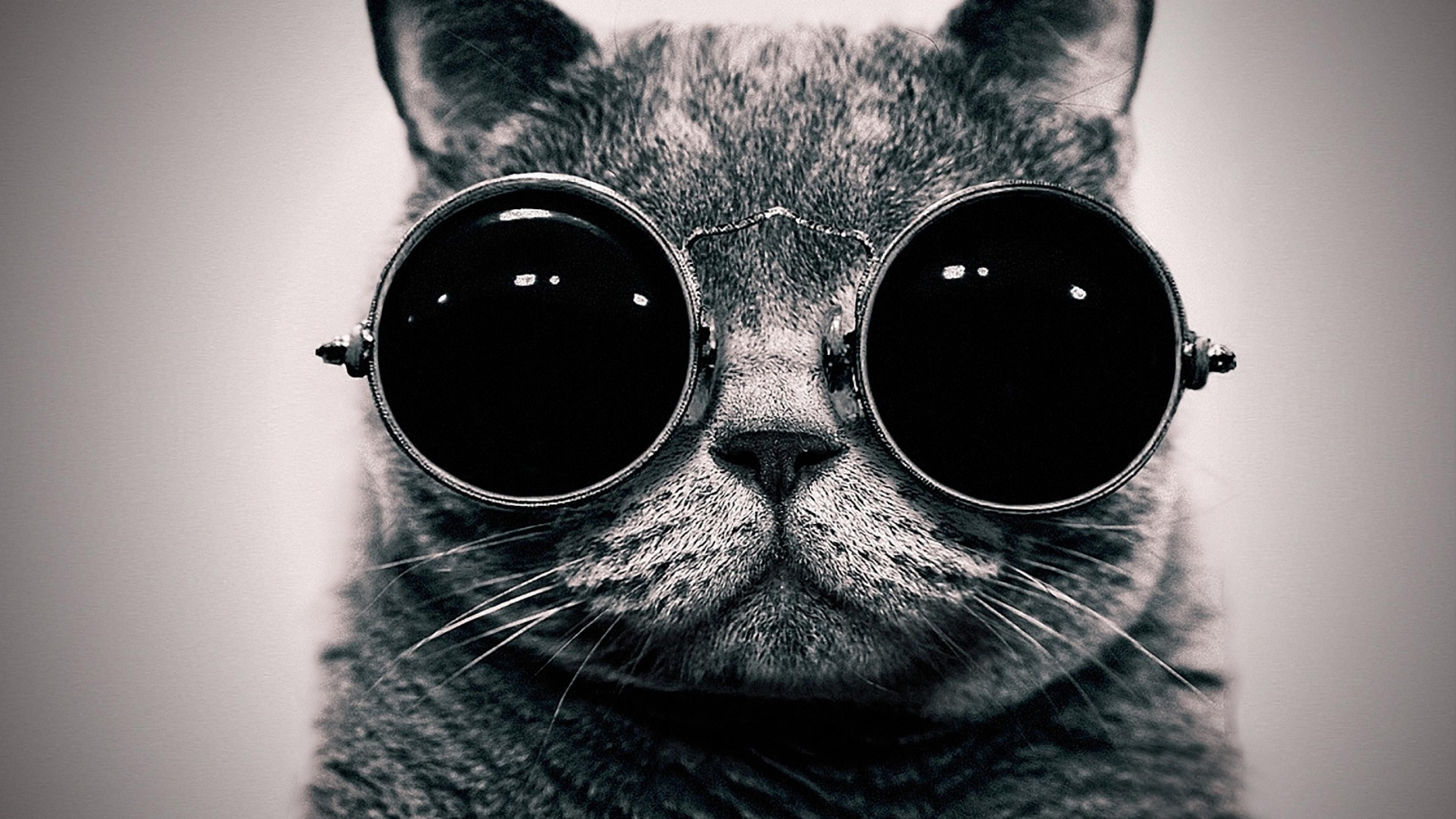 Hipster Cat Wallpapers