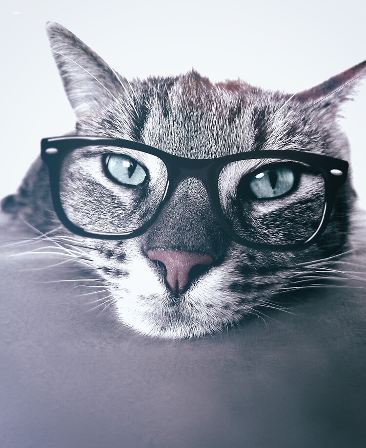 Hipster Cat Wallpapers