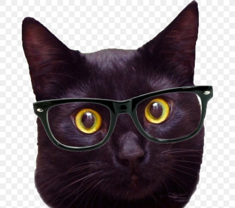 Hipster Cat Wallpapers