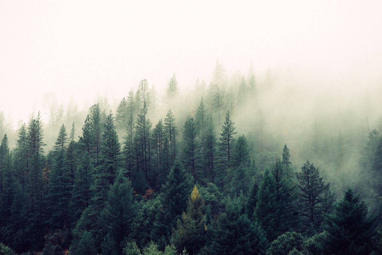 Hipster Forest Wallpapers