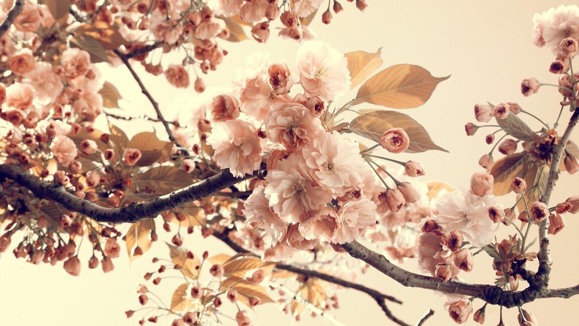 Hipster Spring Wallpapers