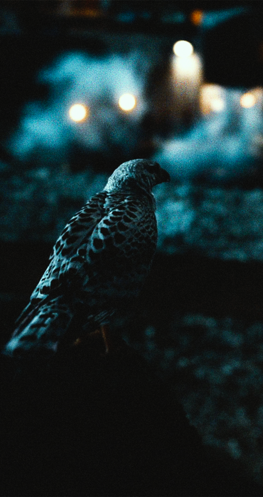 His Dark Materials 4K Wallpapers