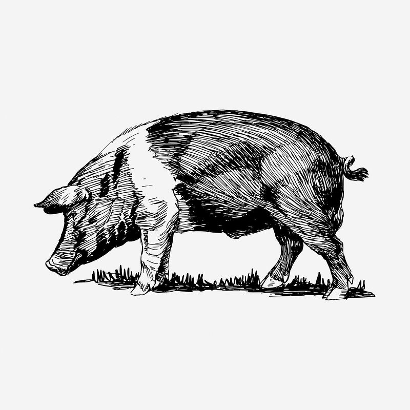 Hog Wallpapers