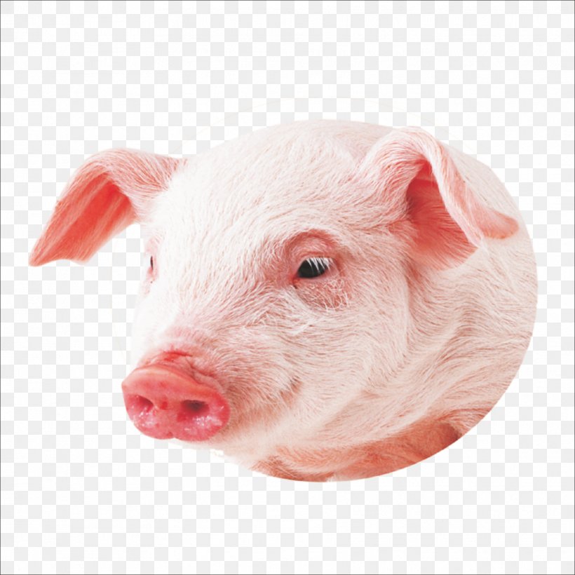 Hog Wallpapers