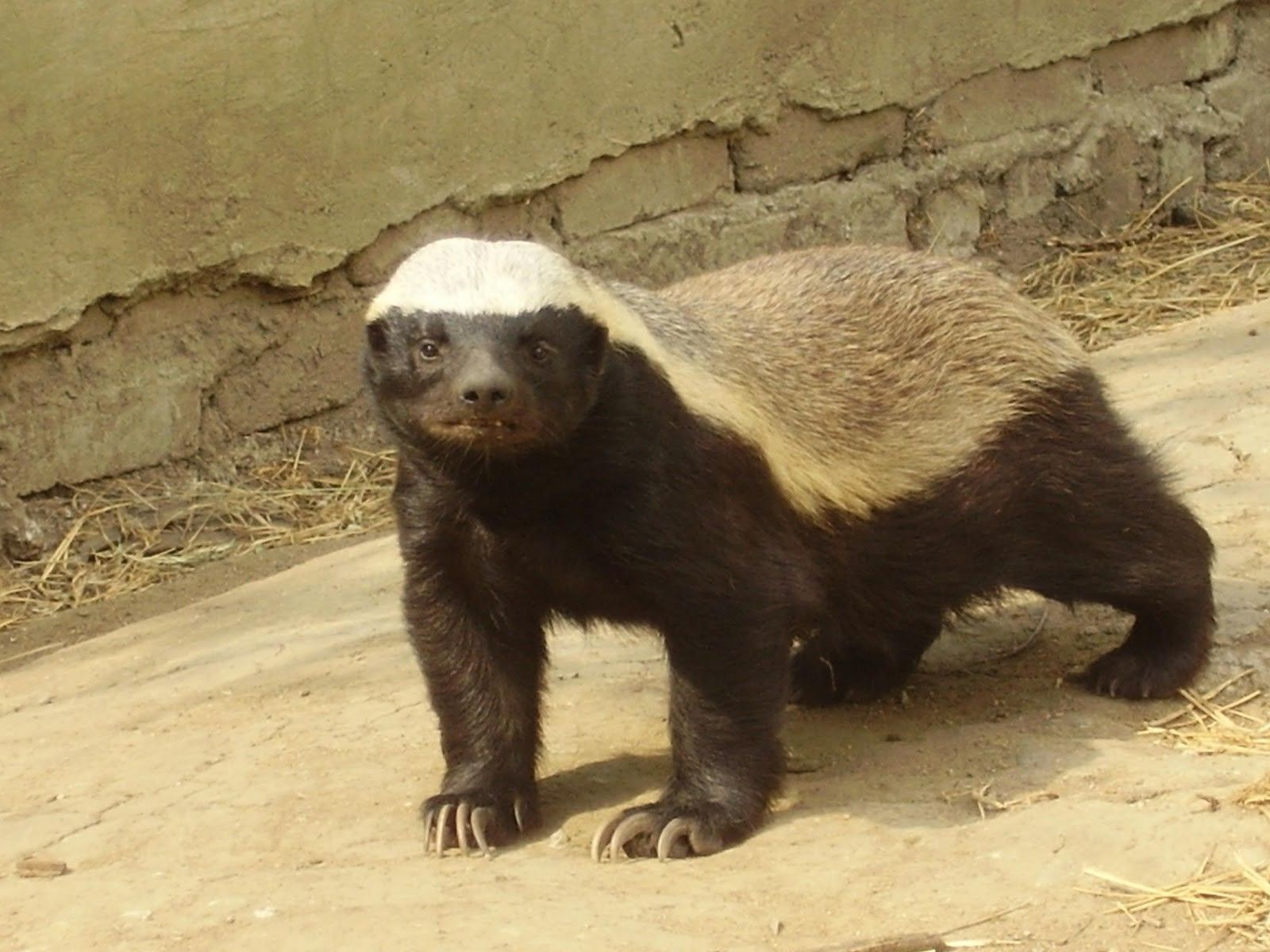 Honey Badger Background