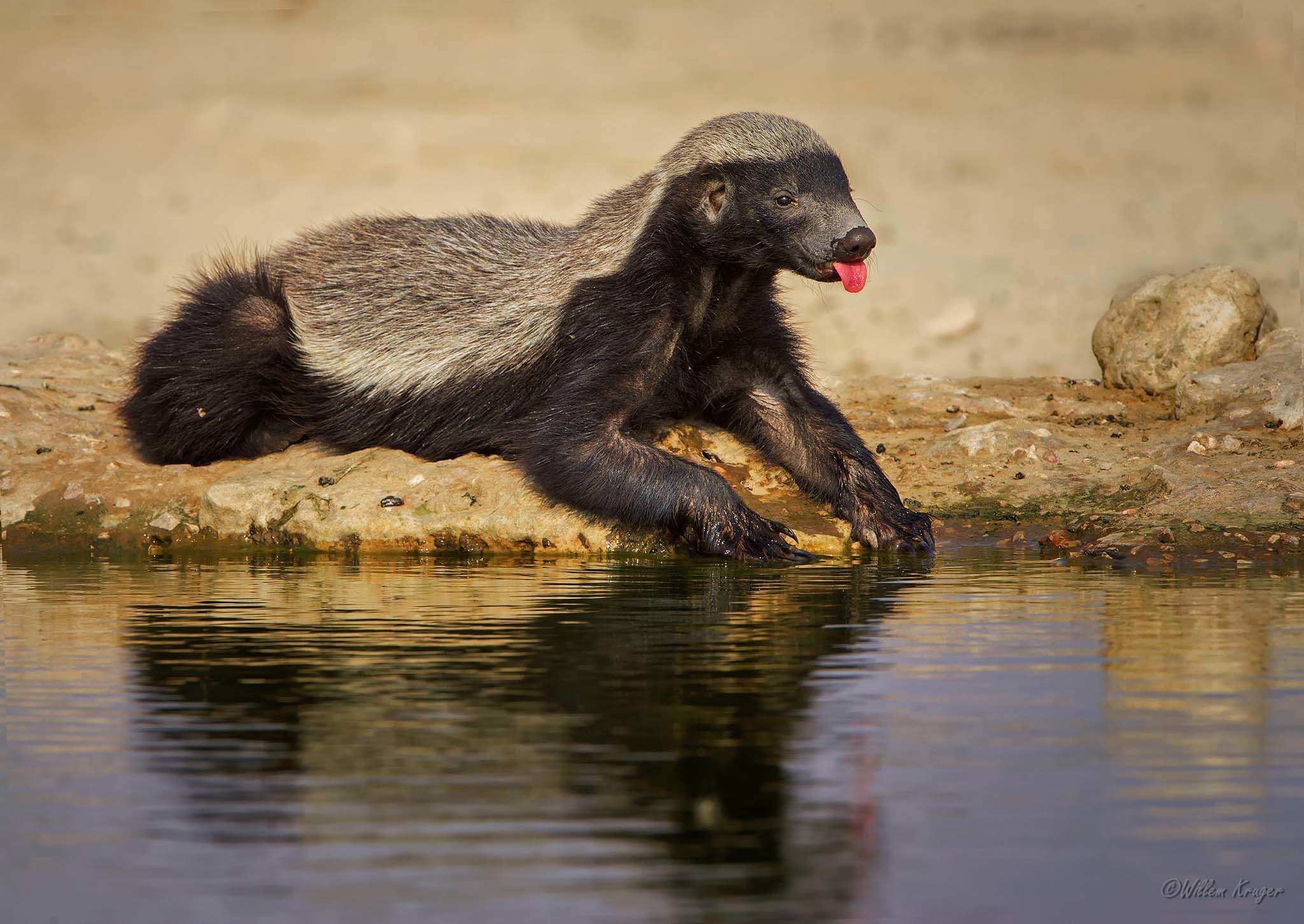 Honey Badger Background