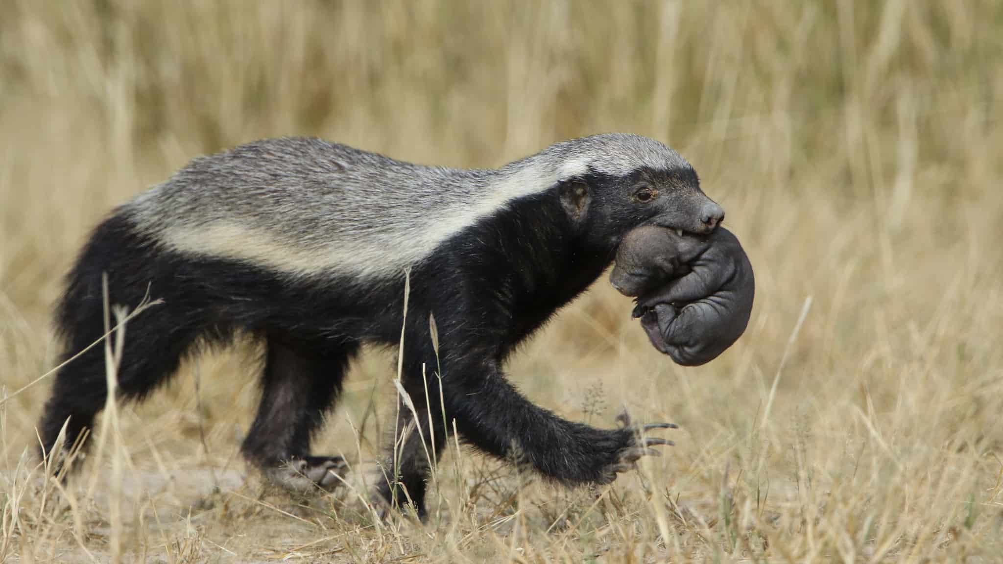 Honey Badger Background