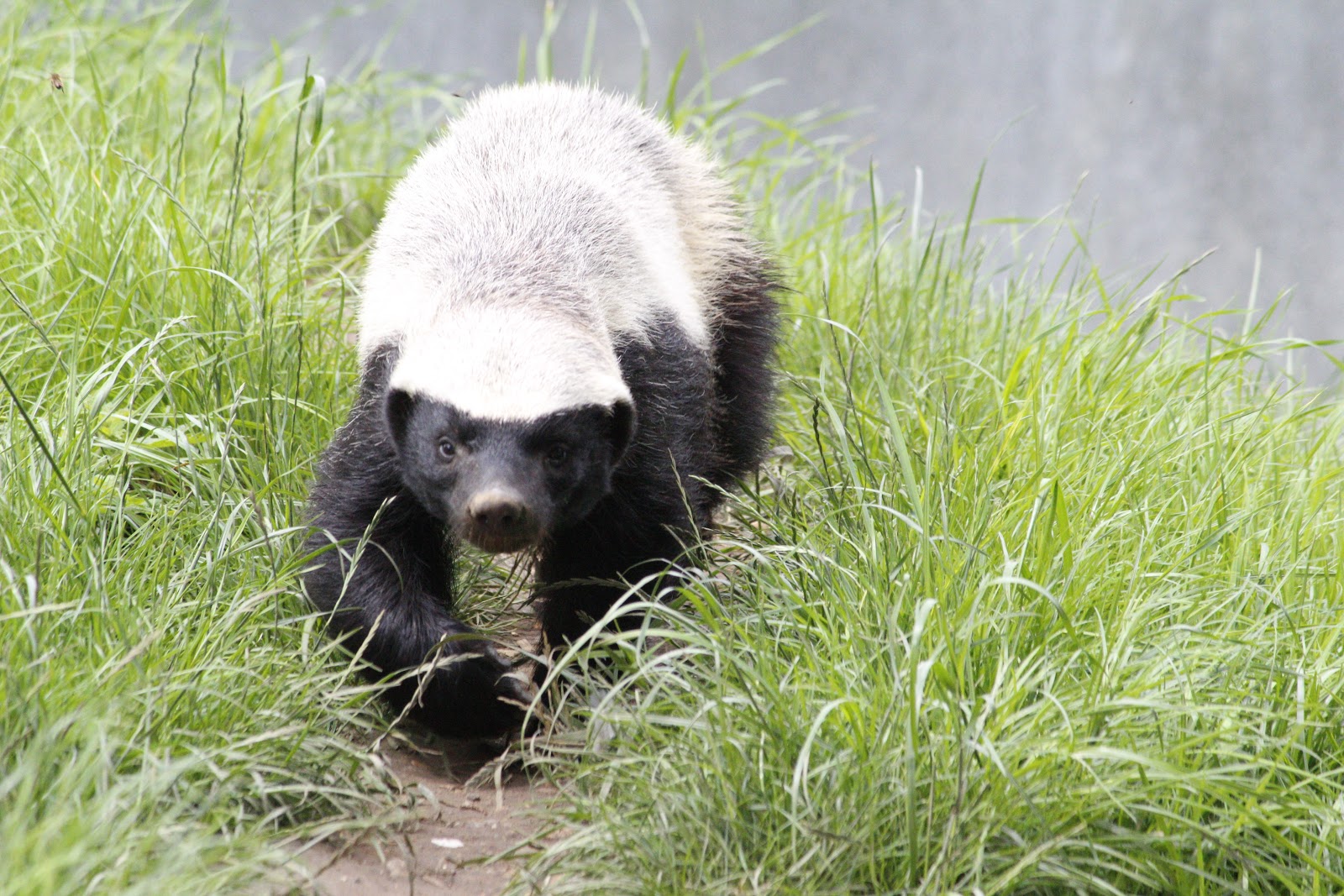 Honey Badger Background