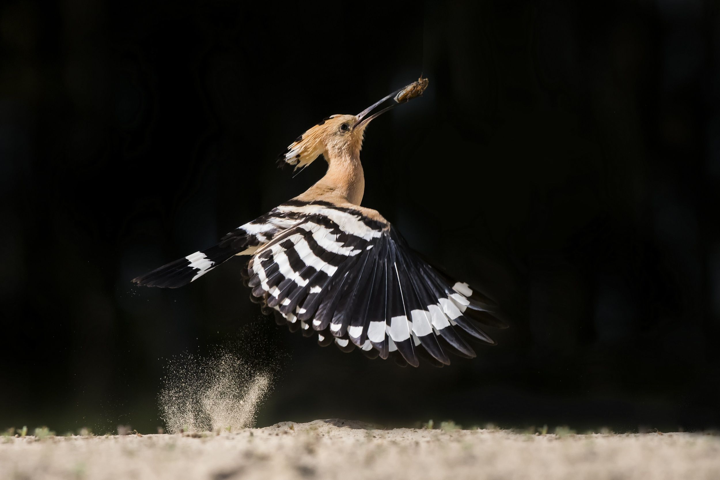 Hoopoe Wallpapers