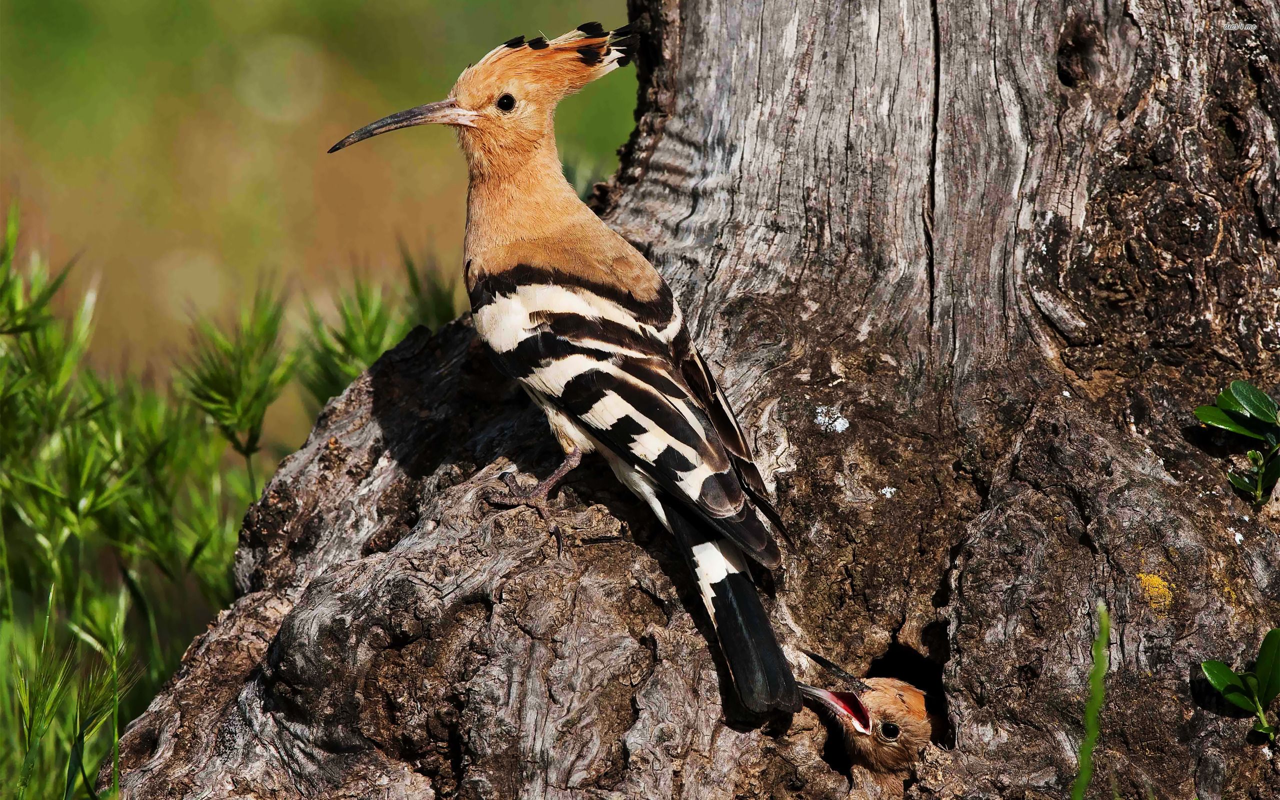 Hoopoe Wallpapers