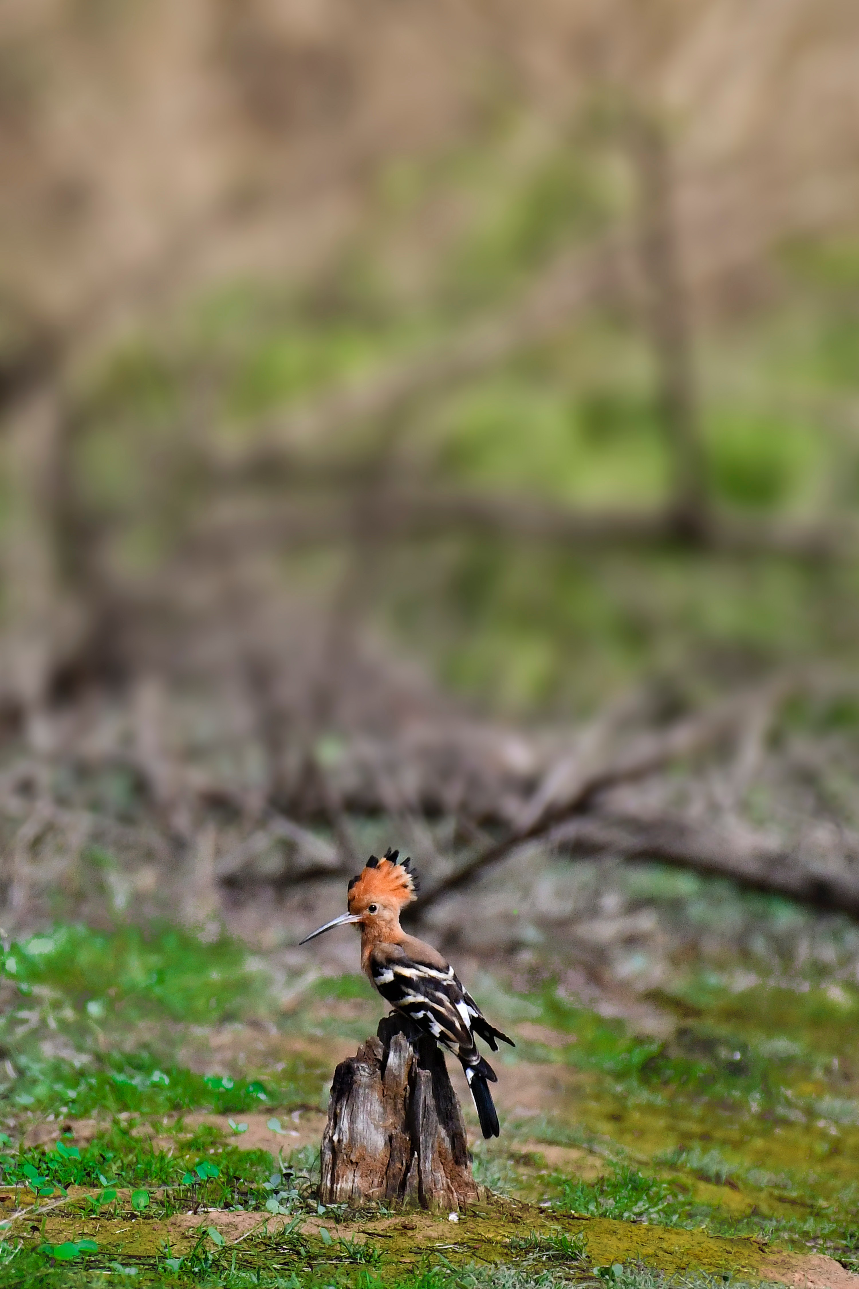 Hoopoe Wallpapers