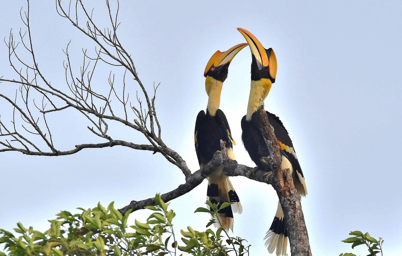 Hornbill Wallpapers