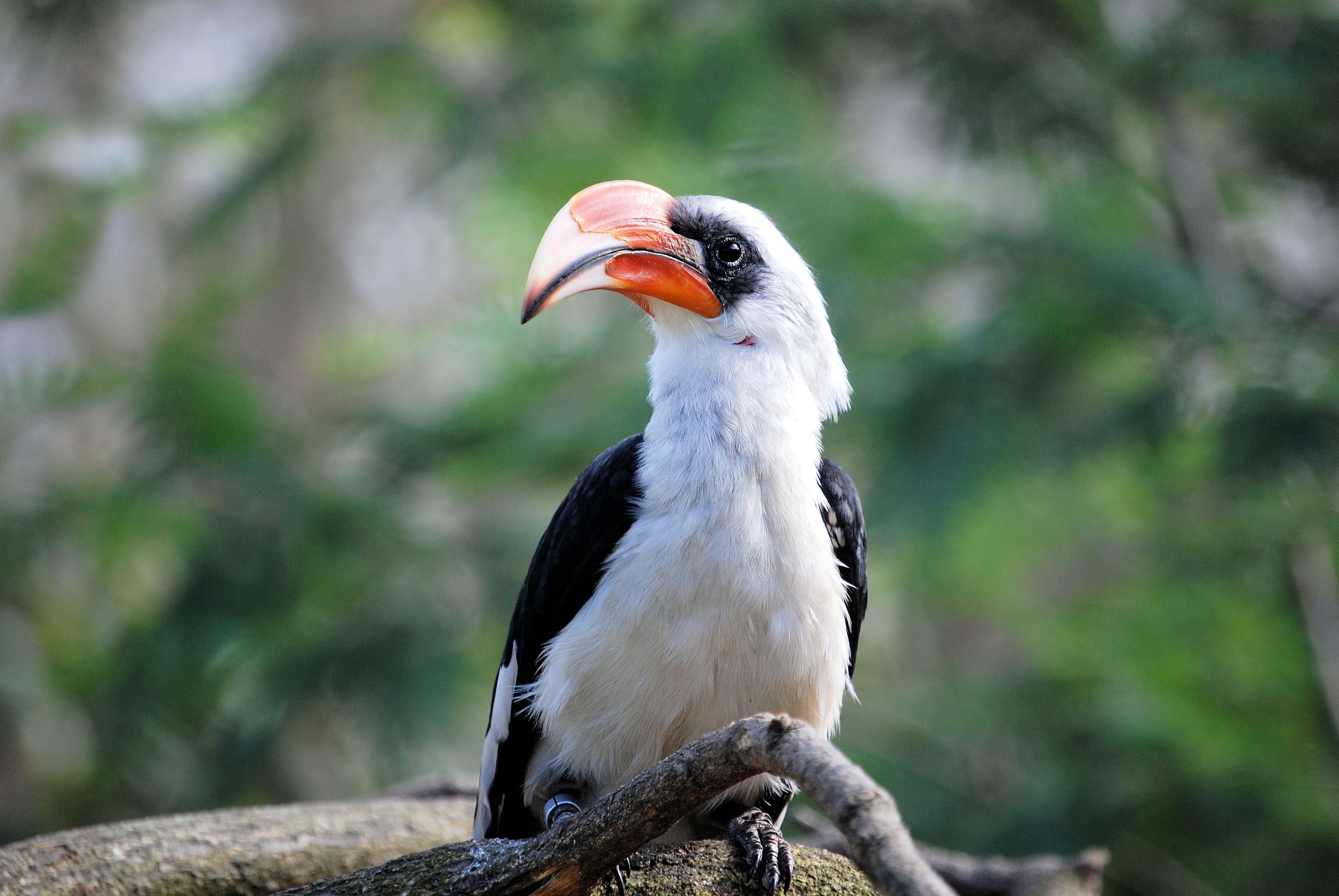 Hornbill Wallpapers