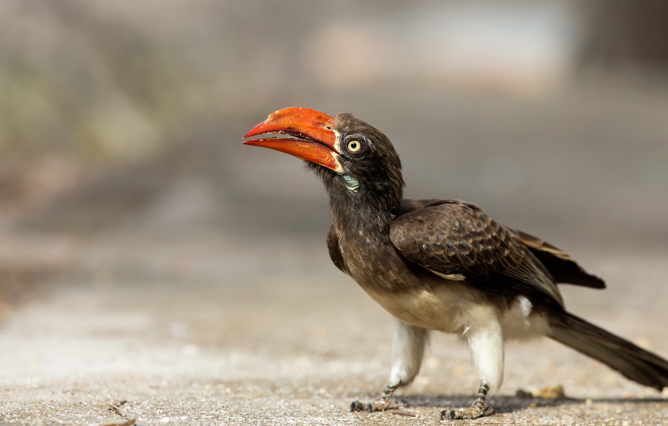 Hornbill Wallpapers