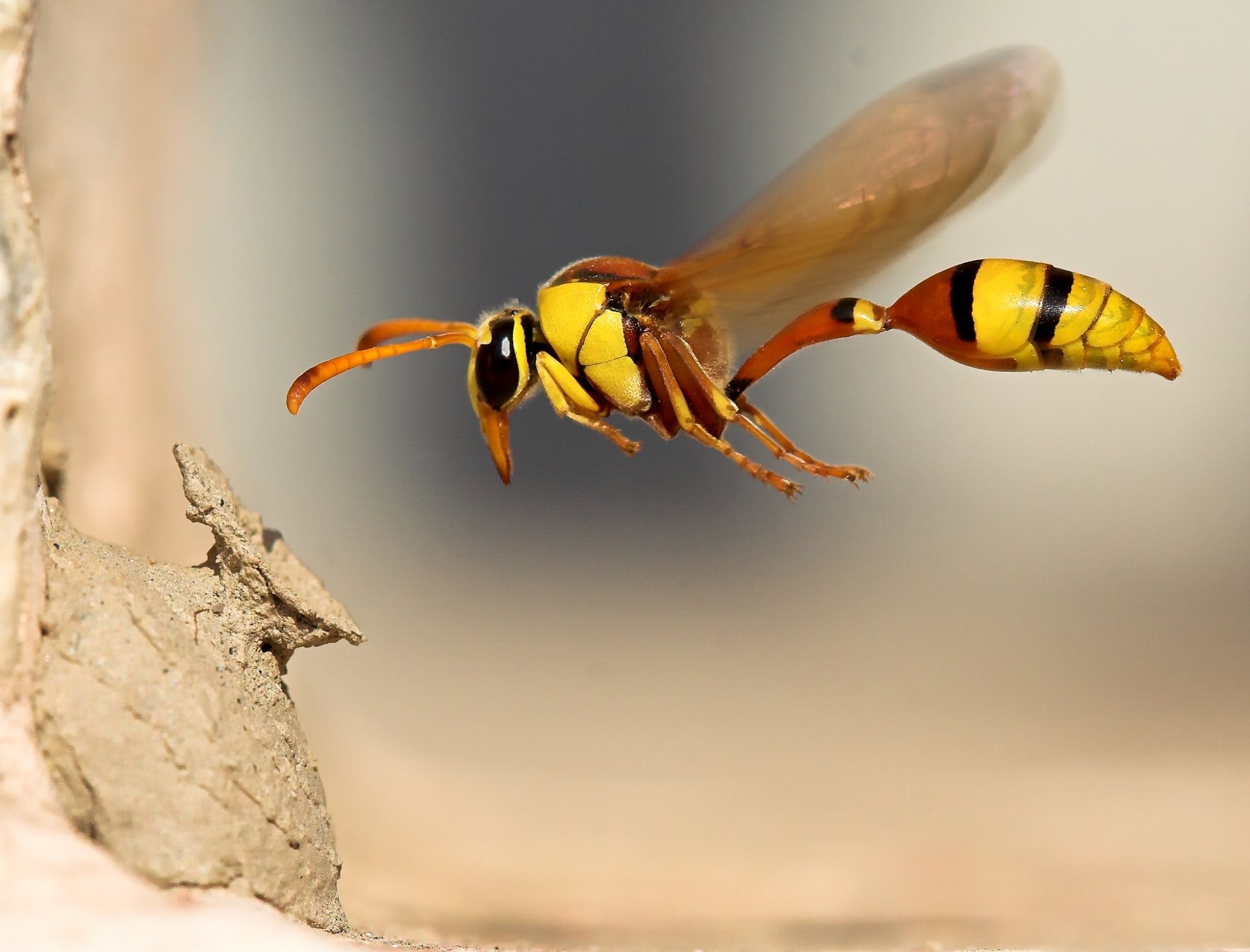 Hornet Insect Wallpapers