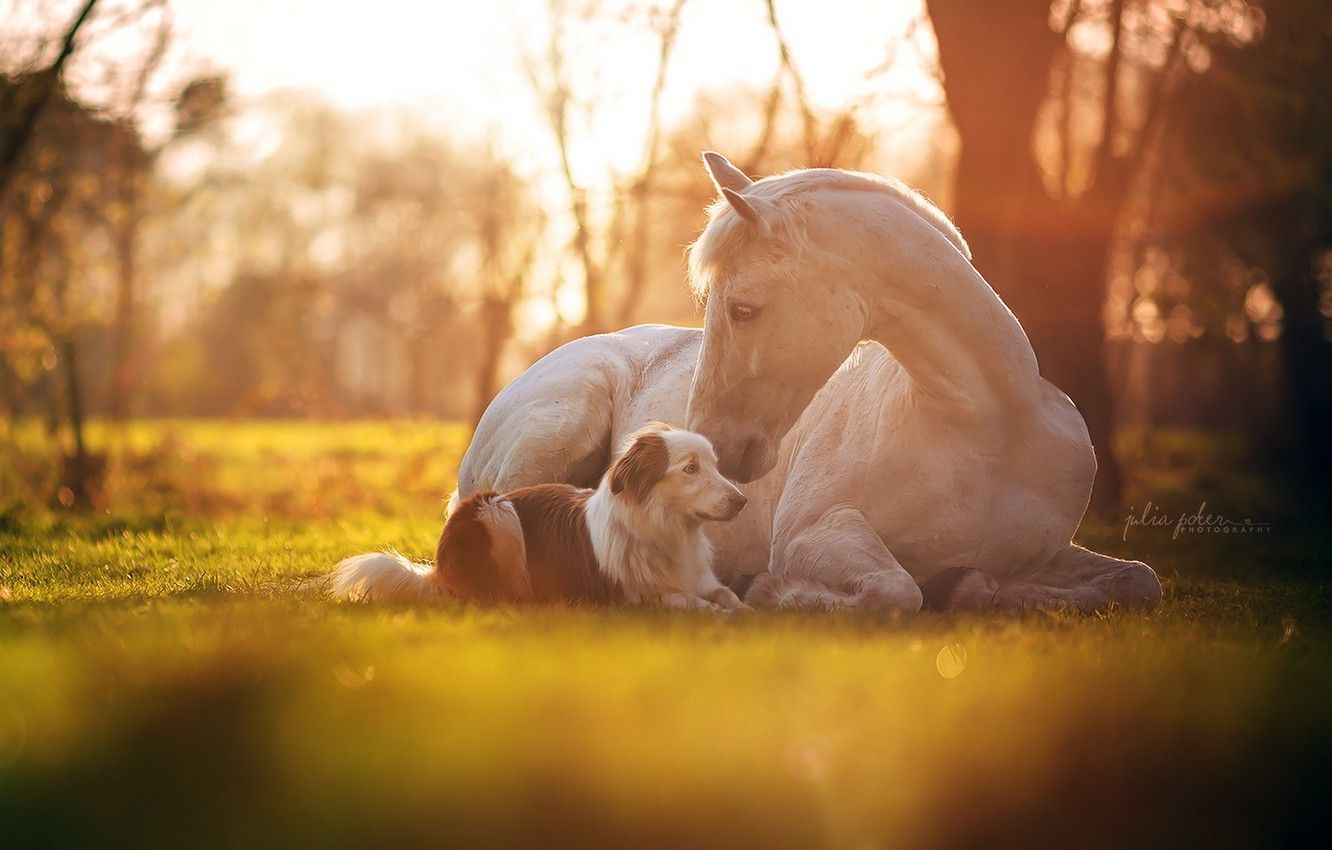 Horse And Dog Pictures Wallpapers